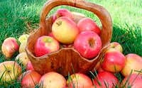 Яблоки продлевают жизнь на 10%